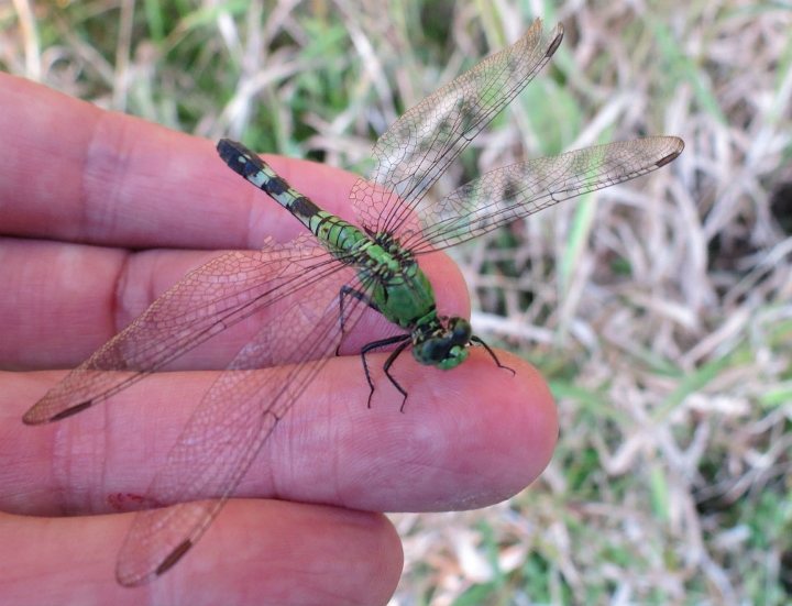 Dragonfly